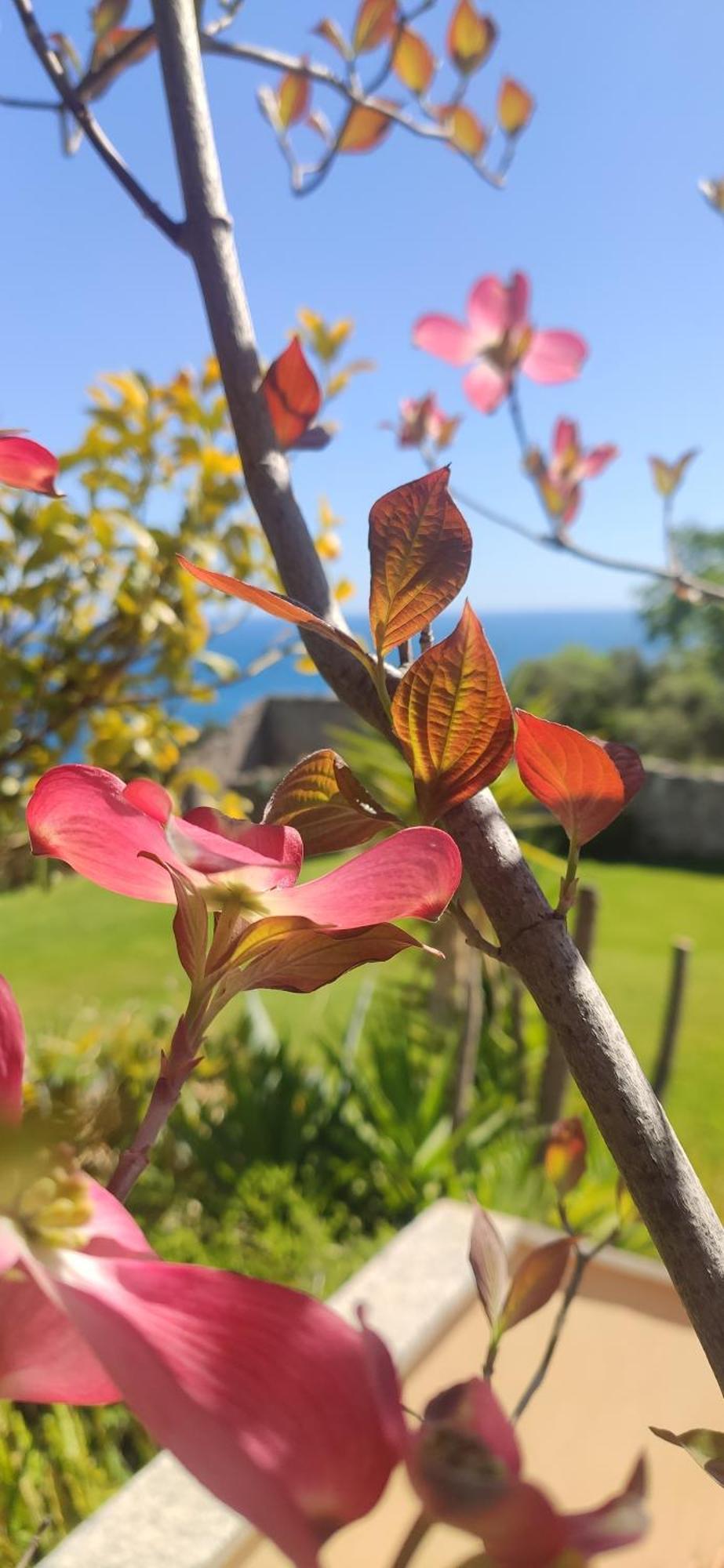 Il Giardino Sull'Isola - Appartamento - Bergeggi Buitenkant foto